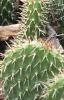 Opuntia polyacantha, habit