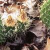 Opuntia polyacantha, habit