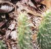 Opuntia polyacantha, habit
