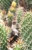 Opuntia polyacantha, habit