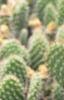 Opuntia polyacantha, habit