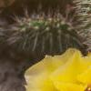 Opuntia polyacantha, flowers