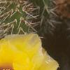 Opuntia polyacantha, flowers