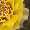 Opuntia polyacantha, flowers