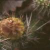 Opuntia polyacantha, flowers