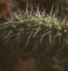 Opuntia polyacantha, flowers