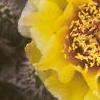 Opuntia polyacantha, flowers
