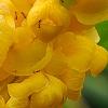 Senna alata, flowers
