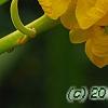 Senna alata, flowers