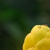 Senna alata, flowers
