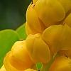 Senna alata, flowers