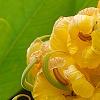 Senna alata, flowers