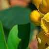 Senna alata, flowers