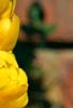 Senna alata, flowers
