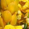 Senna alata, flowers