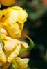 Senna alata, flowers