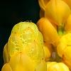 Senna alata, flowers