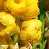 Senna alata, flowers