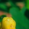 Senna alata, flowers