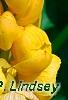 Senna alata, flowers