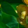 Senna alata, flowers