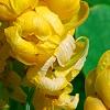 Senna alata, flowers