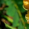 Senna alata, flowers