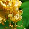 Senna alata, flowers