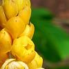 Senna alata, flowers