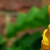 Senna alata, flowers
