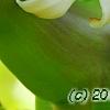 Carica papaya, flowers