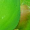 Carica papaya, fruit