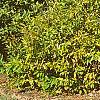 Calycanthus floridus var. glaucus, fall color