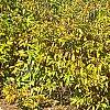 Calycanthus floridus var. glaucus, fall color