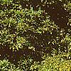 Calycanthus floridus var. glaucus, fall color