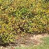 Calycanthus floridus var. glaucus, fall color