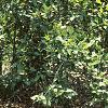 Calycanthus floridus, habit