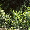 Calycanthus floridus, habit