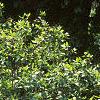 Calycanthus floridus, habit