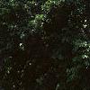 Calycanthus floridus, habit
