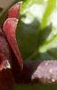 Calycanthus floridus, flowers