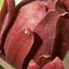 Calycanthus floridus, flowers