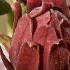 Calycanthus floridus, flowers