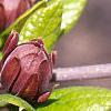 Calycanthus floridus, flowers