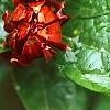 Calycanthus floridus, flowers