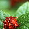 Calycanthus floridus, flowers