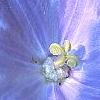 Campanula carpatica 'Blaue Clips', flowers