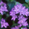 Campanula glomerata, flowers