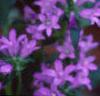 Campanula glomerata, flowers