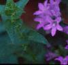 Campanula glomerata, flowers